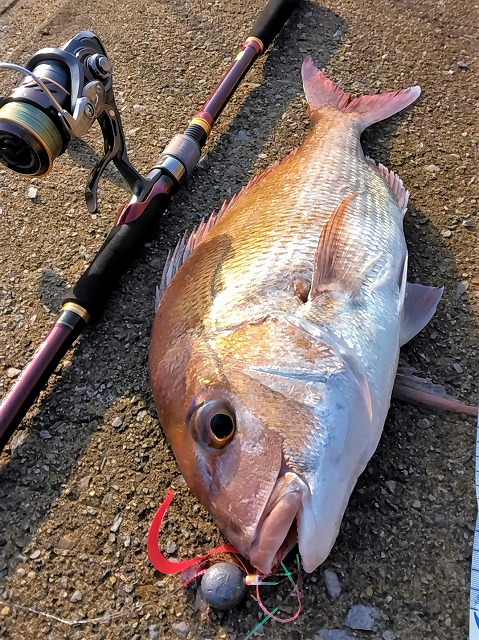 マダイ50cmアップ