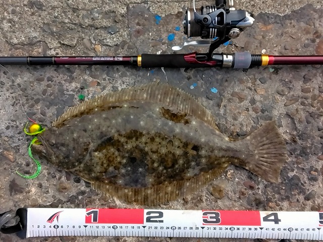 ヒラメ45cm(メジャー写真)