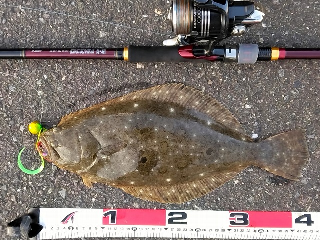 ヒラメ43cmメジャー写真