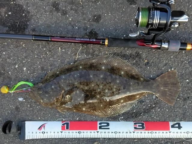 ヒラメ43cmメジャー写真