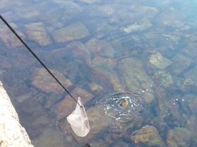 ヒラメタモ入れ