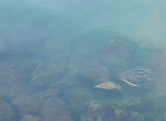 海中から姿を見せたヒラメ