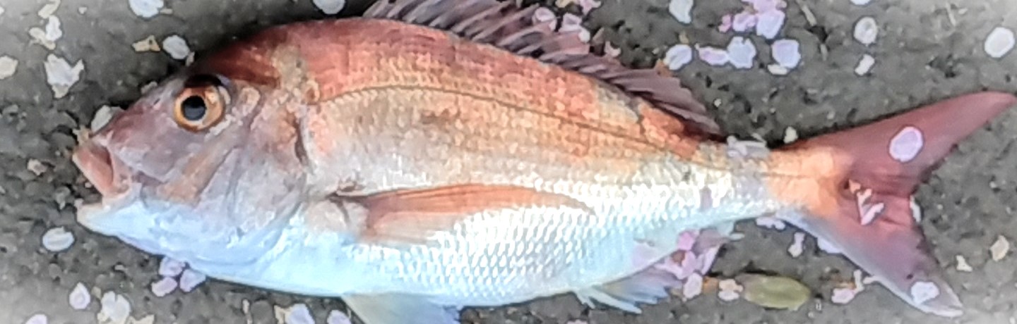 VAoލsL@쌧os̃}_C@2024/4/14