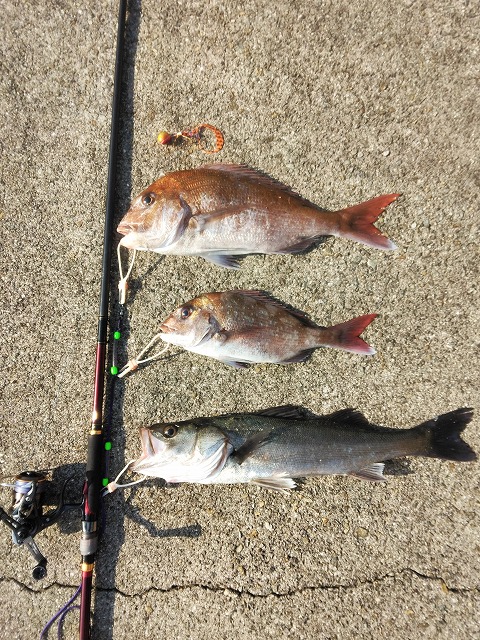 ストリンガーにつないたタイ2匹とスズキ1匹