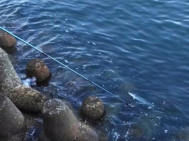 サワラとギャフ