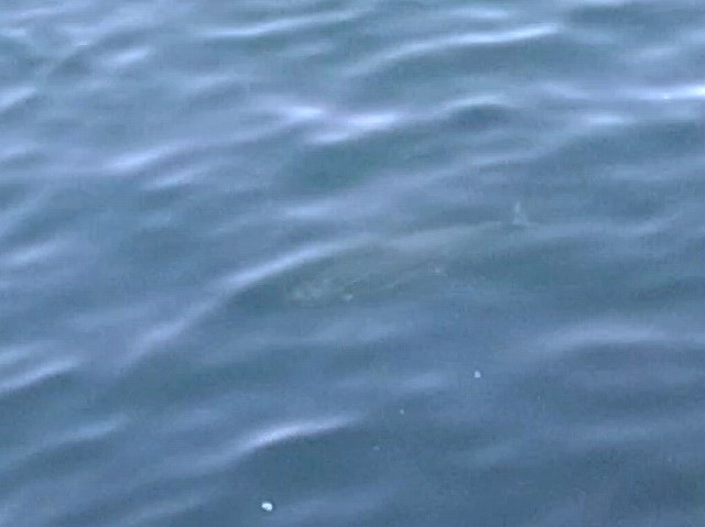 浮いて来た大物