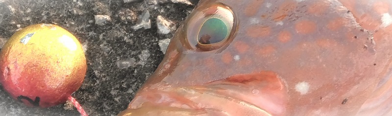 VAoލsL@쌧ۋTs̃}_CEARE@2024/5/25