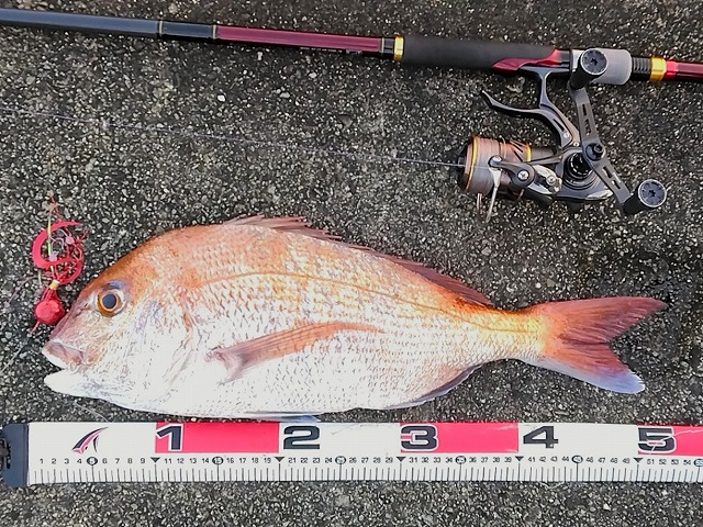 メジャーと並べたマダイ