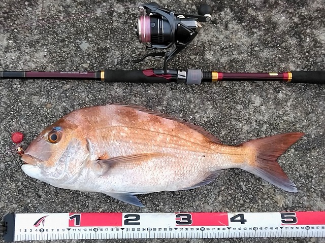 マダイとメジャー