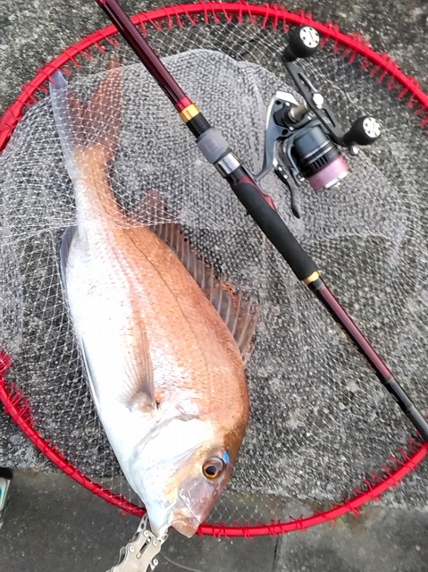 網に入ったマダイ