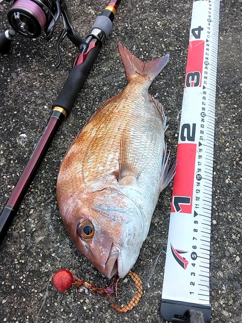 マダイとメジャー