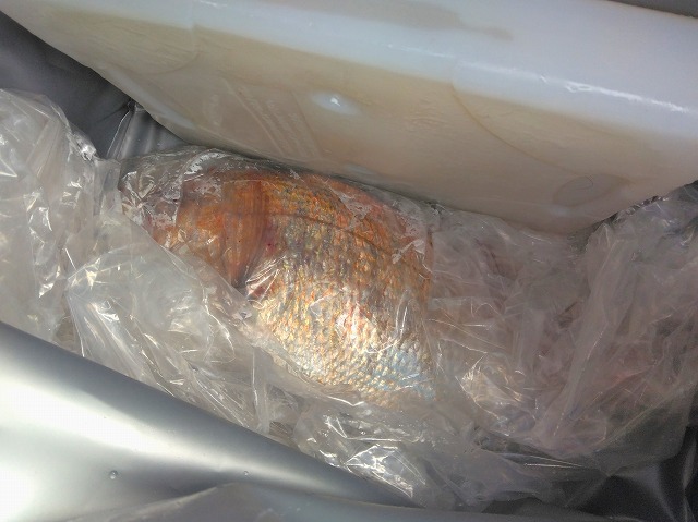 クーラーバッグの中身