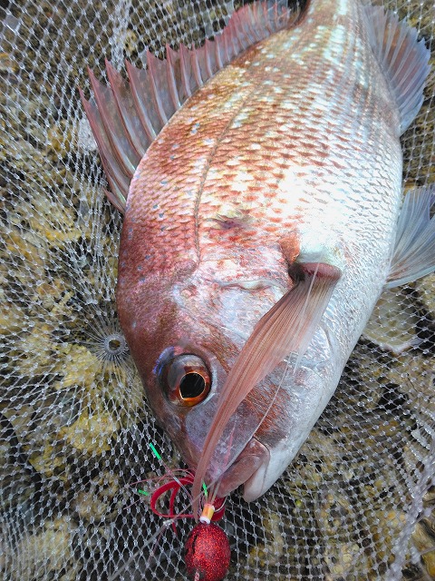 玉網に入ったマダイ