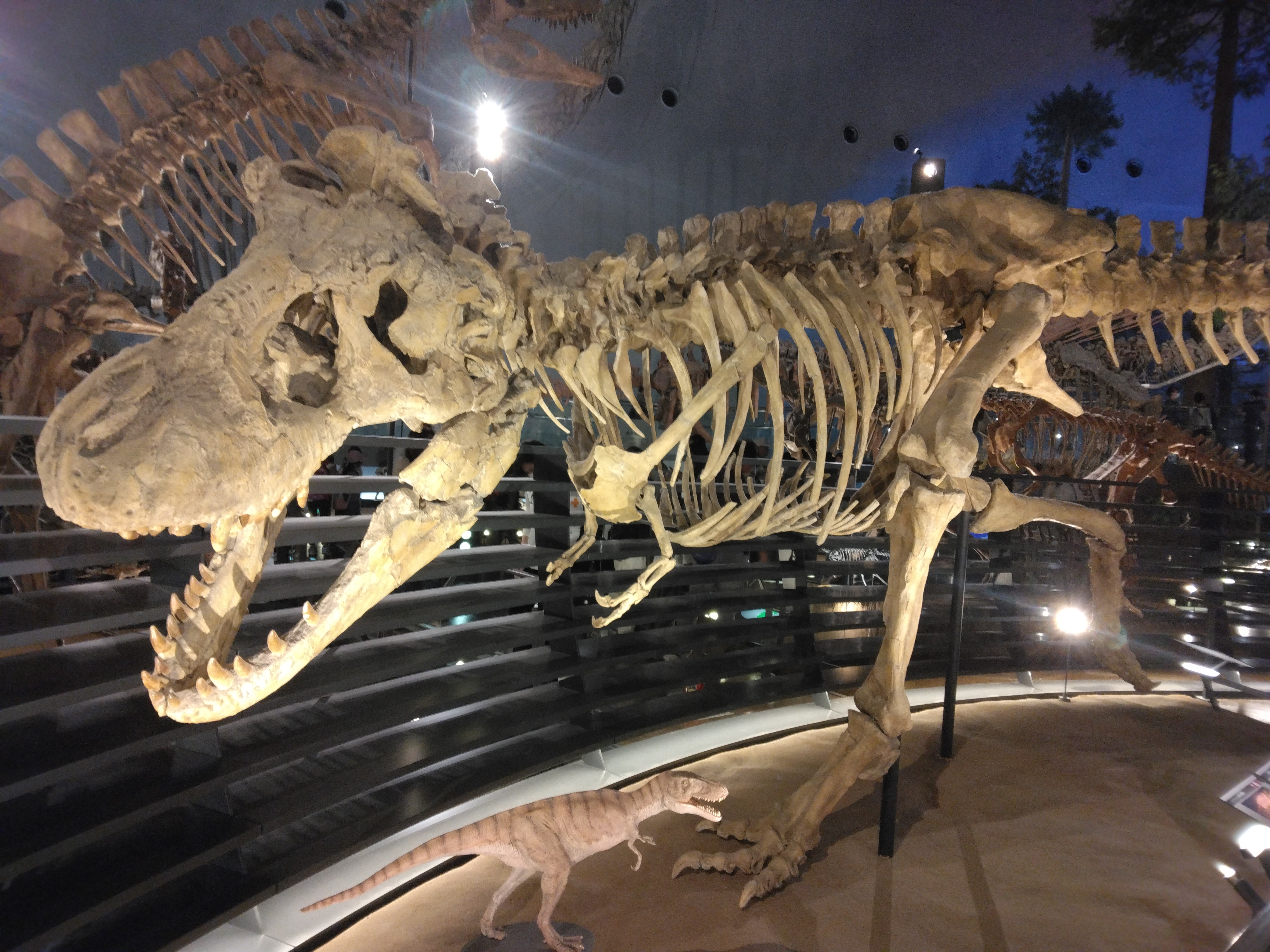 ティラノサウルスの骨格標本