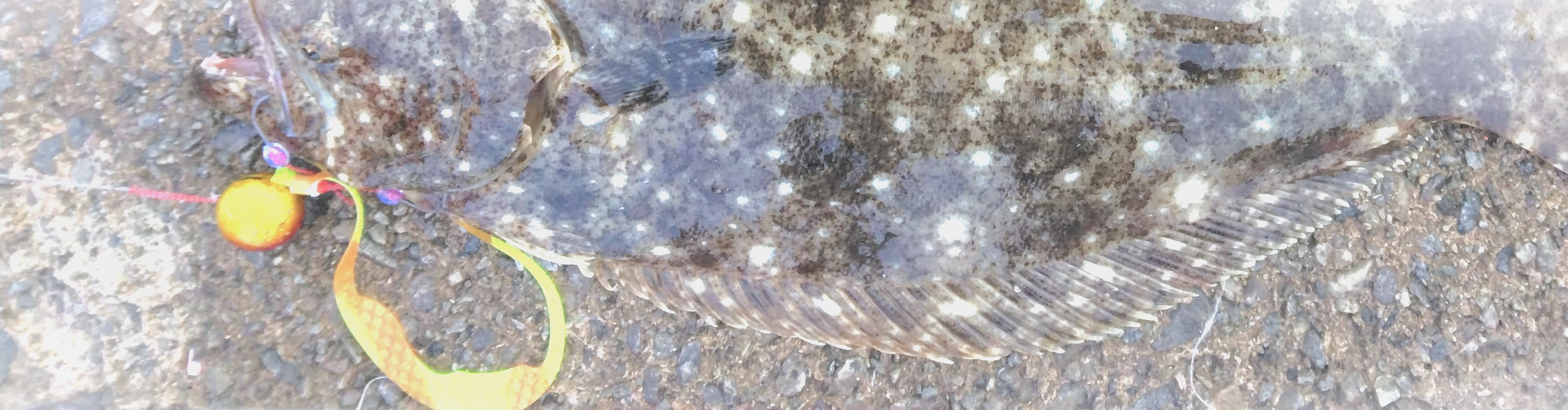 VAoލsL@쌧ۋTs̃q@2024/11/17