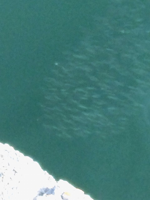 ベイトフィッシュの群