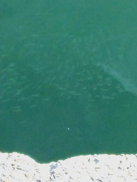 護岸とベイトフィッシュ