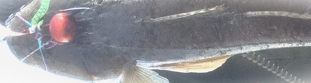 VAoލsL@쌧os̃}S`@2024/11/30