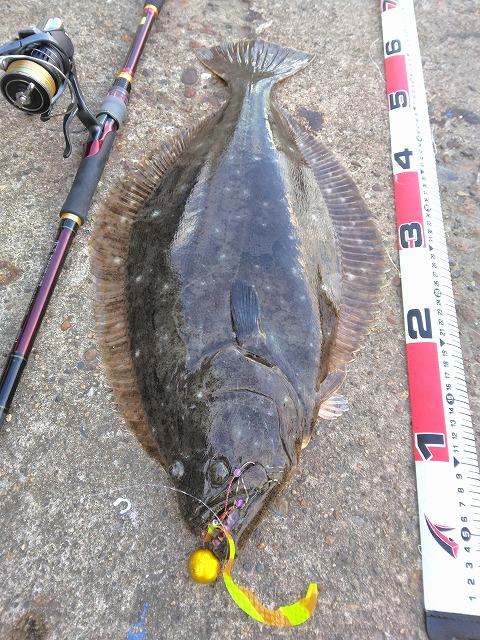 ヒラメ(メジャーと並べた写真)