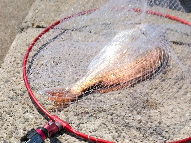 タモに入ったマダイ