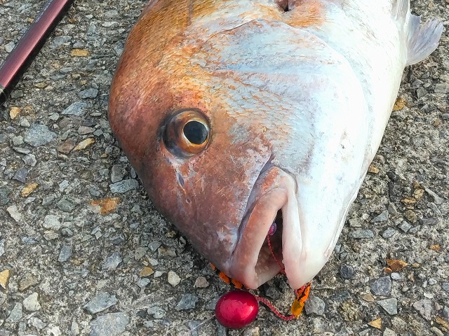 VAoލsLyVol.150z쌧os̃}_C@2025/7/19