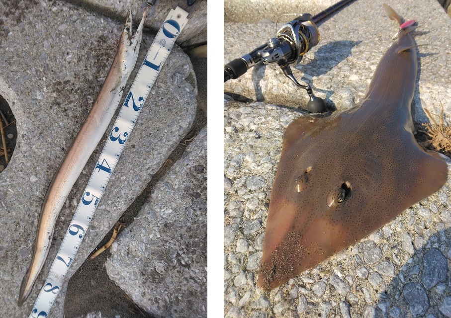 �n���ƃT�J�^�U��