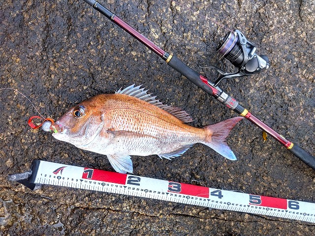 桜鯛45cm