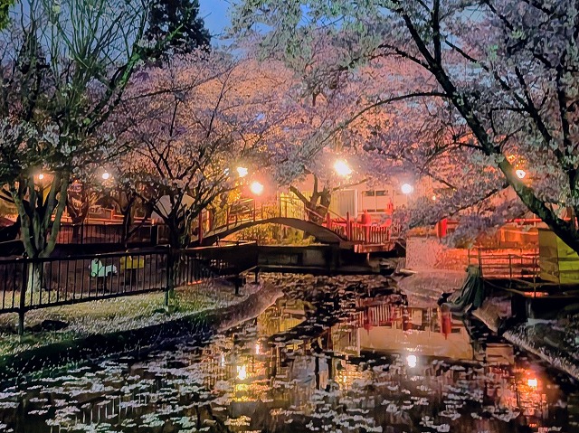 夜桜