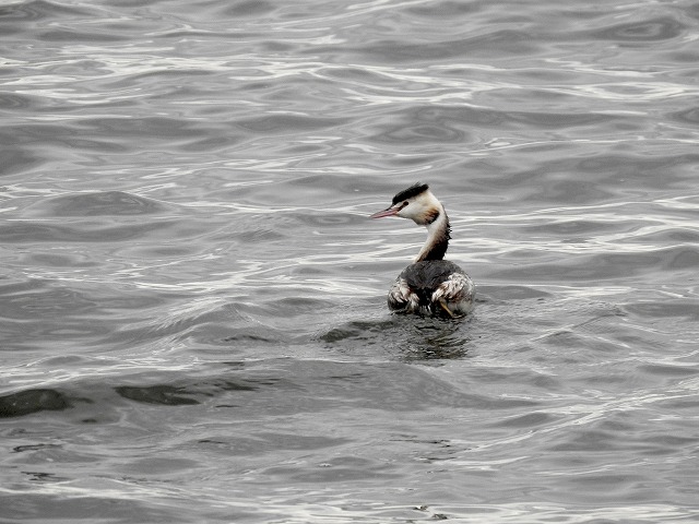 カンムリカイツブリ