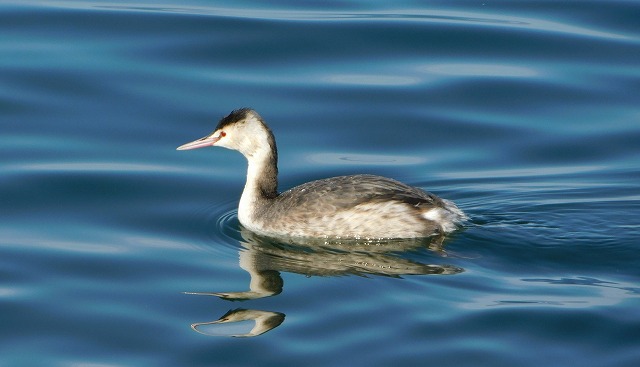 カンムリカイツブリ
