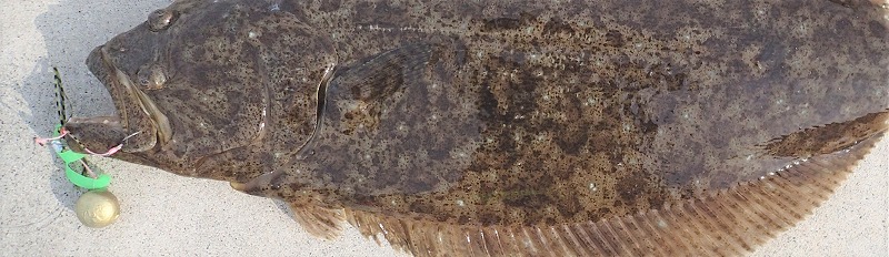 VAoލsL@쌧s̃q@2019/2/24