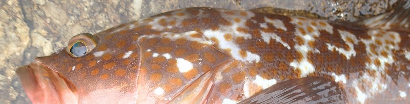 VAoލsL@쌧os̃LWn^@2017/8/14