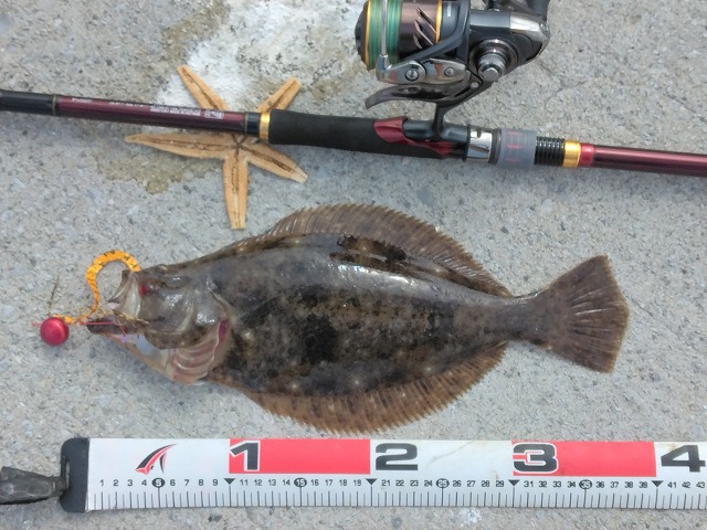 ヒラメ40cm