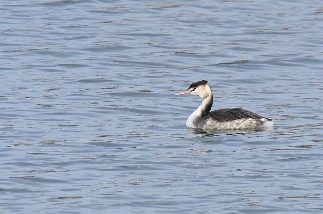 カンムリカイツブリ