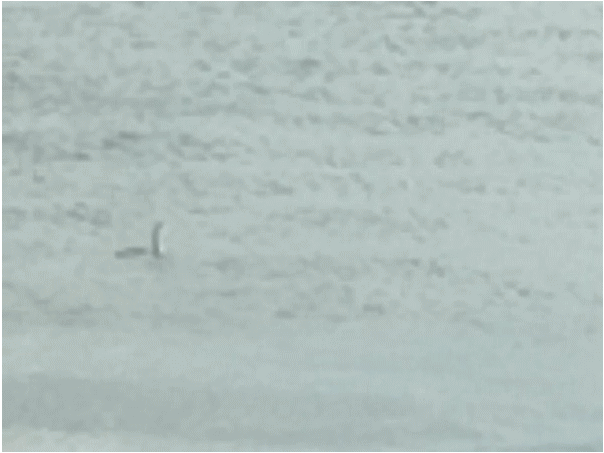 カンムリカイツブリの潜水行動